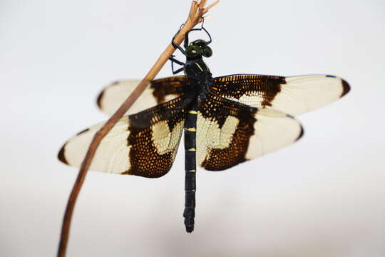 Plancia ëd Chlorogomphus papilio Ris 1927