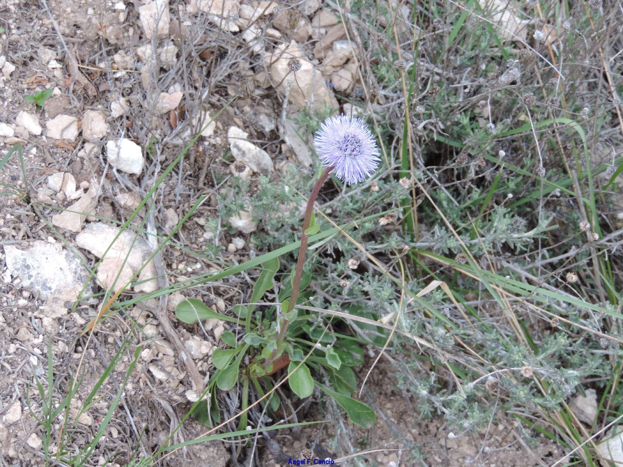 Image of Globularia vulgaris L.