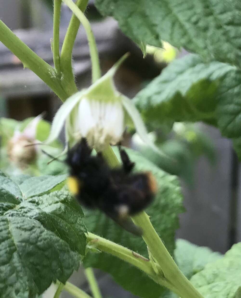 Image of Early bumblebee