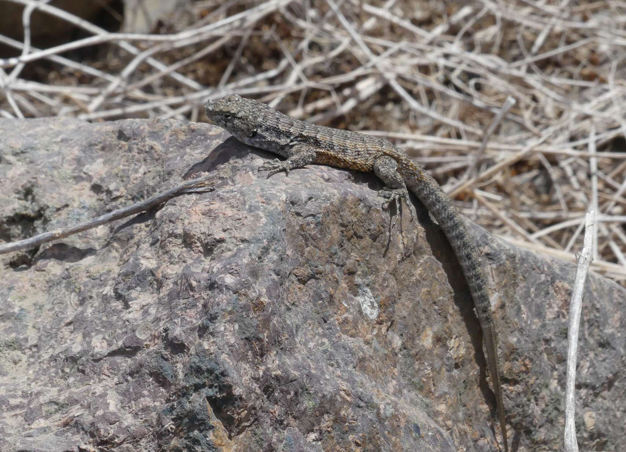 Image of Hellmich's Tree Iguana