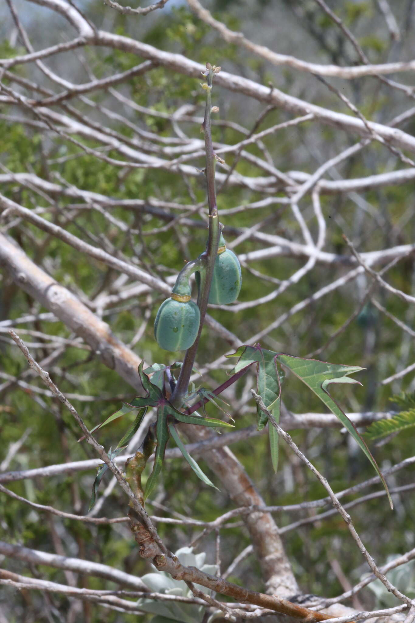 Plancia ëd Manihot subspicata D. J. Rogers & Appan