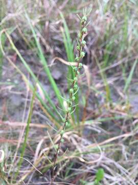 Image of Small-Head Marsh-Elder