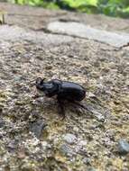 Image of Oryctes (Oryctes) nasicornis ameliae López-Colón & Bahillo De la Puebla 2020