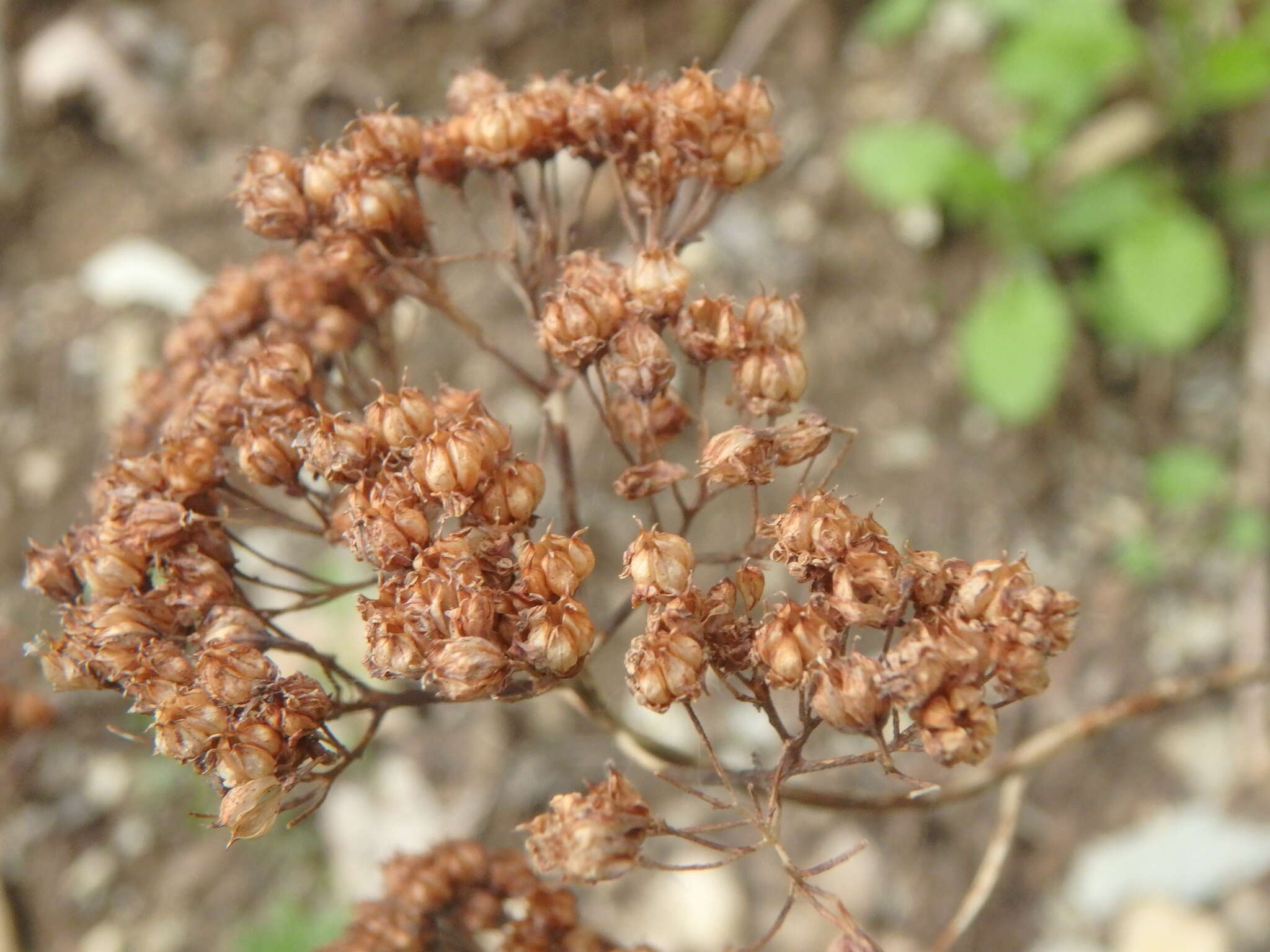 Image of Hylotelephium caucasicum (Grossh.) H. Ohba