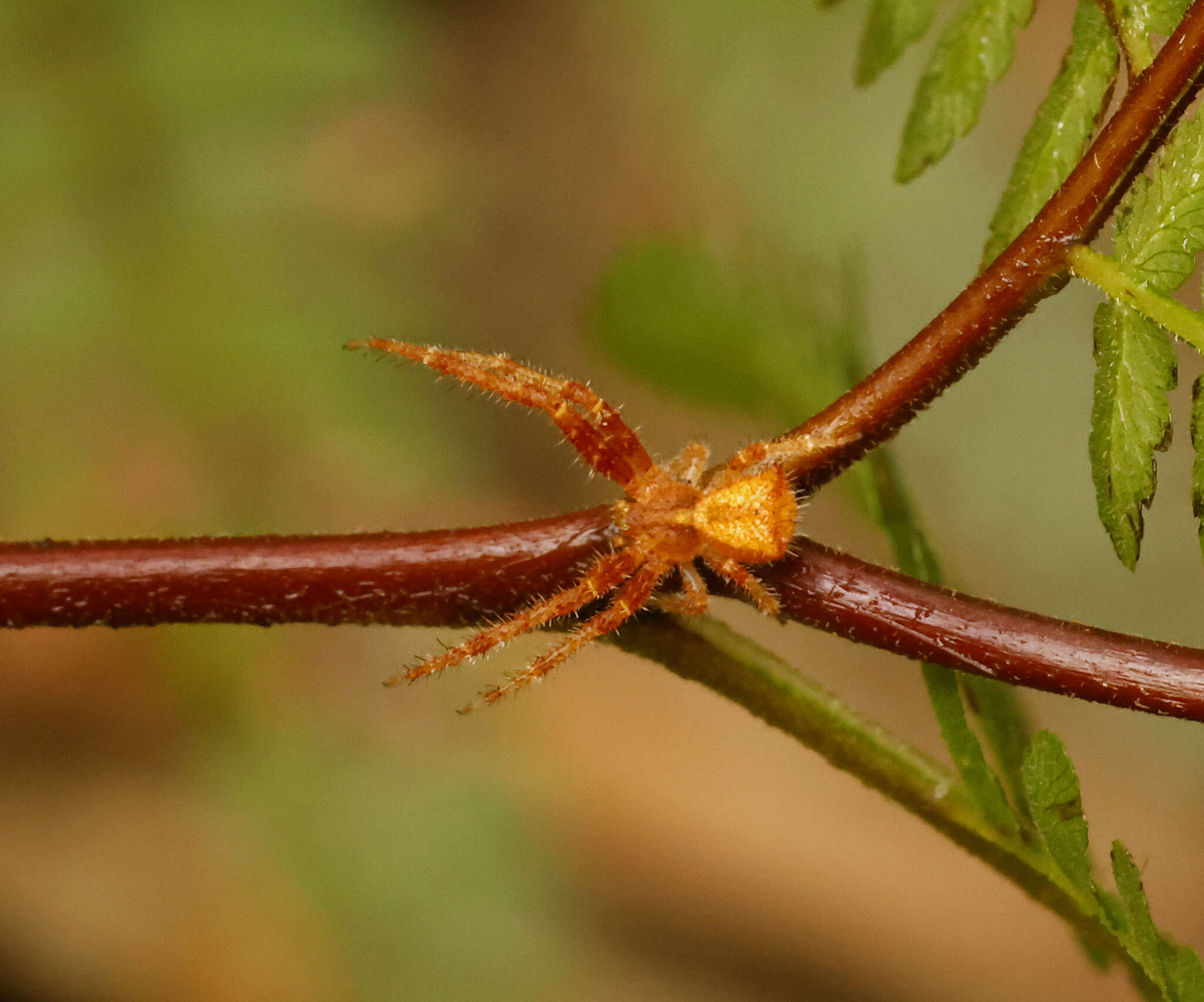 Image of Sidymella hirsuta (L. Koch 1874)