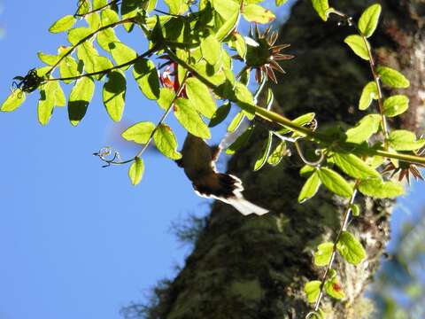 Image of Scale-throated Hermit