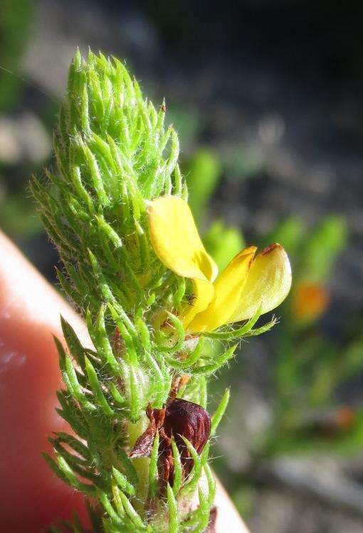 Image of Aspalathus asparagoides subsp. asparagoides