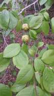 Imagem de Stewartia malacodendron L.