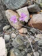 Image of Alstroemeria paupercula Phil.