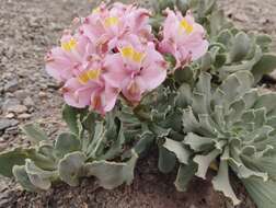 Image of Alstroemeria umbellata Meyen