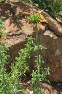 Image of Leonotis ocymifolia var. schinzii (Gürke) Iwarsson