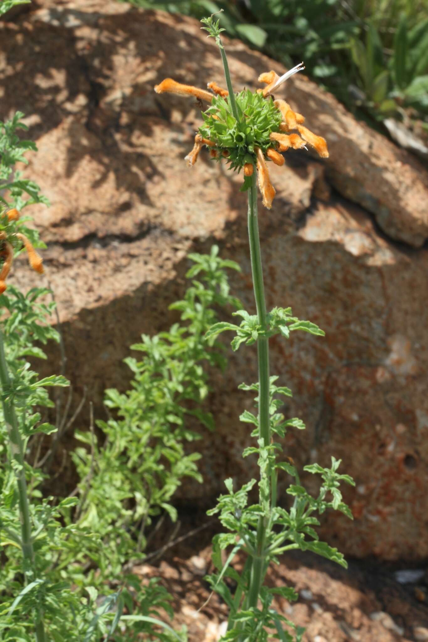 Image of Leonotis ocymifolia var. schinzii (Gürke) Iwarsson