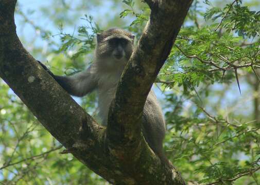 Image of Samango Monkey