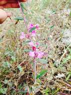 Image of elegant clarkia