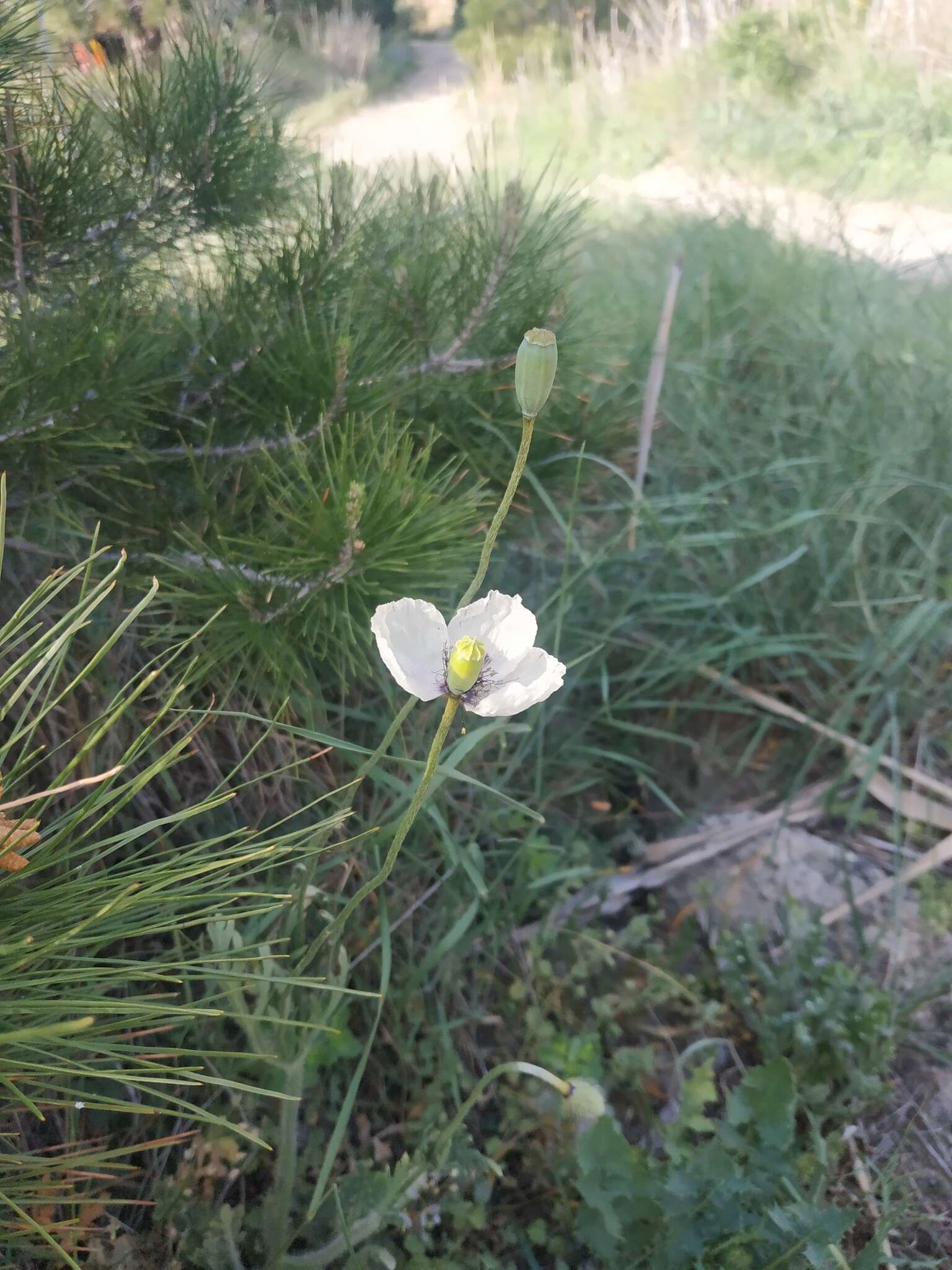 Image of Papaver albiflorum (Elkan) Pacz.