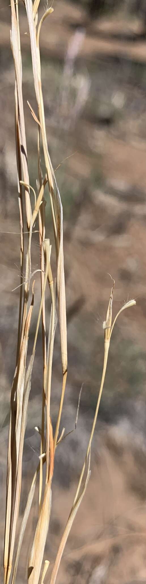 Schizachyrium scoparium subsp. scoparium resmi