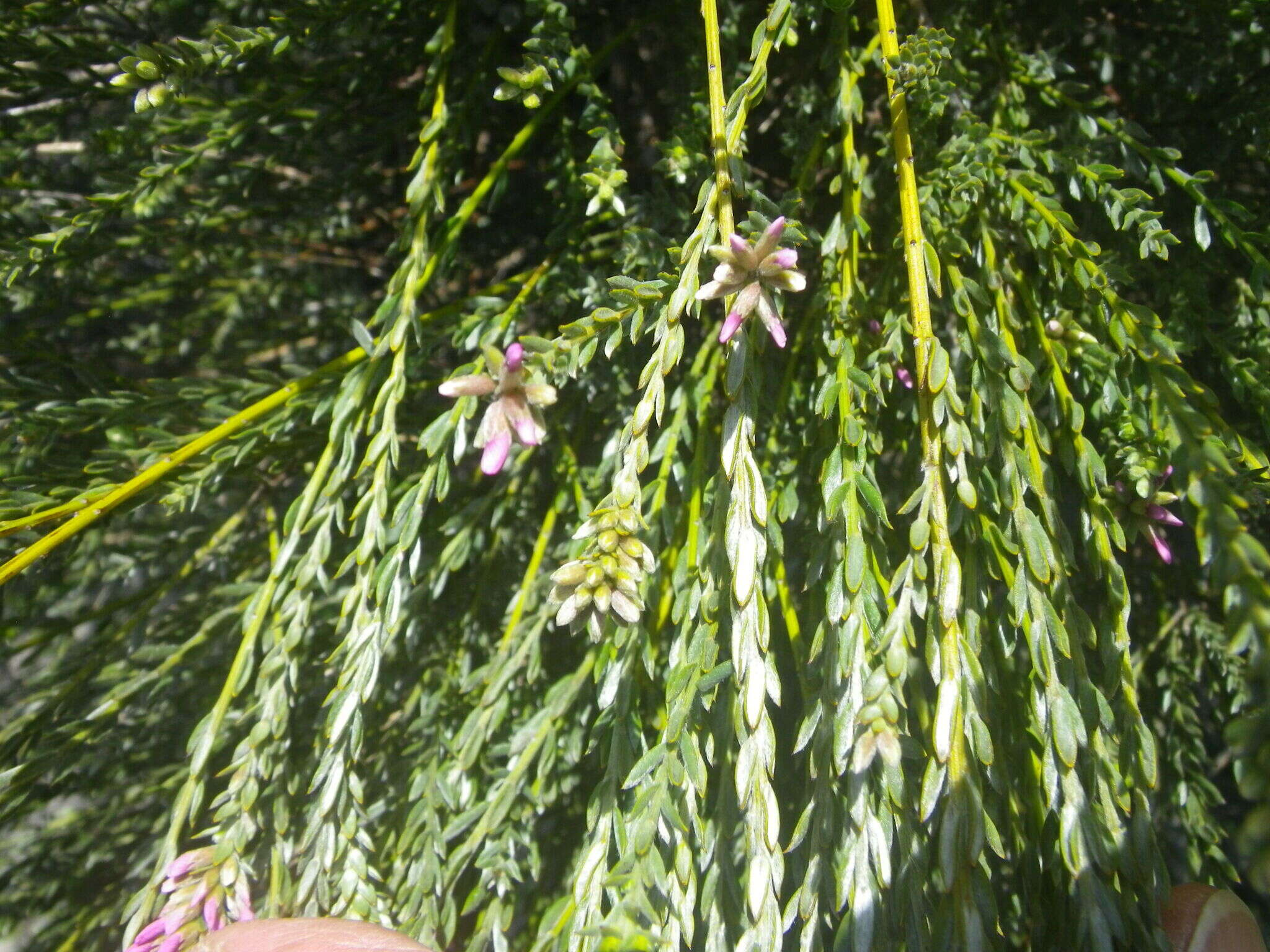 Image of Amphithalea ericifolia subsp. erecta Granby