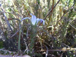 Image of Roella prostrata E. Mey. ex A. DC.