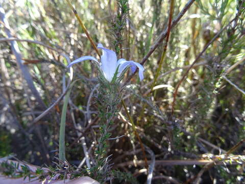 Image of Roella prostrata E. Mey. ex A. DC.