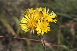 Слика од Podolepis hieracioides F. Müll.