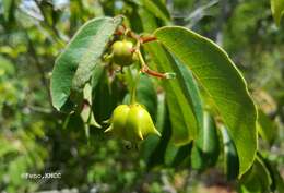 Sivun Sclerocroton melanostictus (Baill.) Kruijt & Roebers kuva