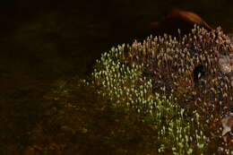 صورة Dalzellia ceylanica (Gardn.) Wight