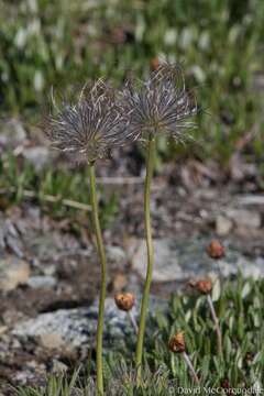 Image of Pulsatilla patens subsp. nuttalliana (DC.) Grey-Wilson