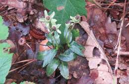 Image of Chimaphila japonica Miq.