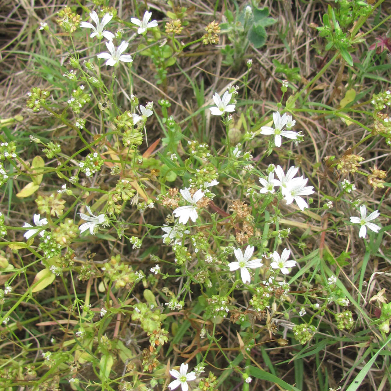 صورة Mononeuria muscorum (Fassett) Dillenb. & Kadereit