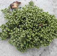 Image of Sand Everlasting