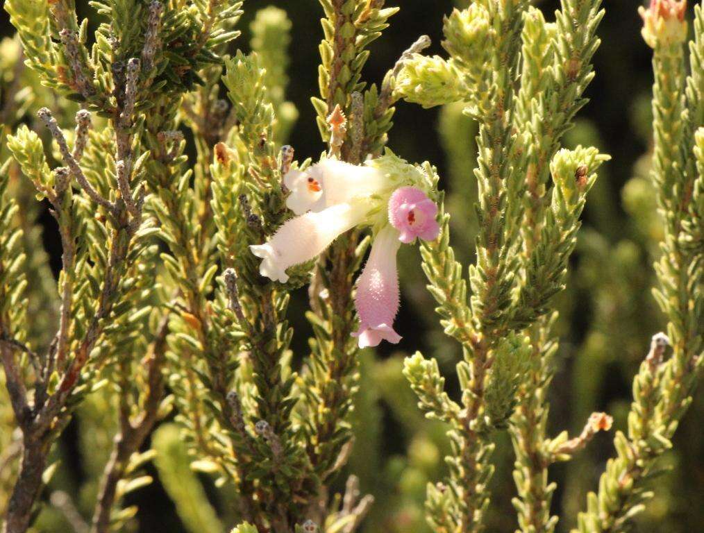 Image of Erica pectinifolia var. pectinifolia