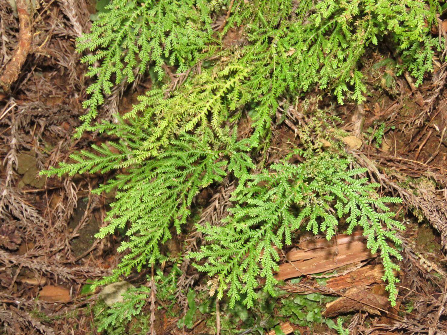 Image of Selaginella labordei Hieron. ex Christ