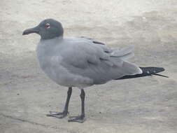 Image of Lava Gull