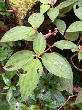 Image of Miconia ceramicarpa (DC.) Cogn.