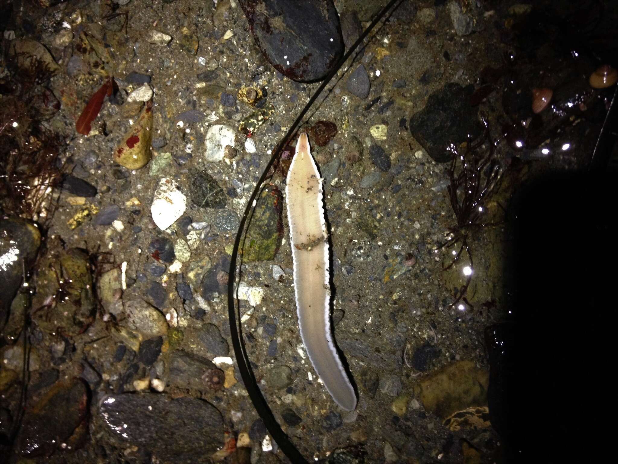 Image of black ribbon worm