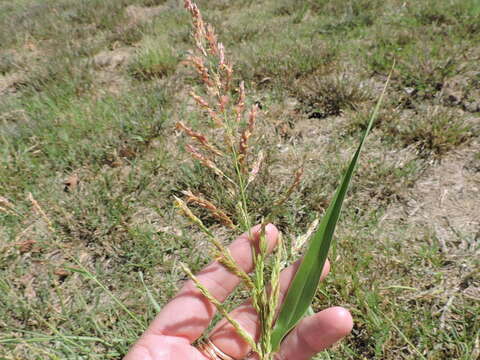 Image of Johnson grass