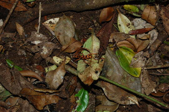 Image of Sphictostethus gravesii (Haliday 1837)