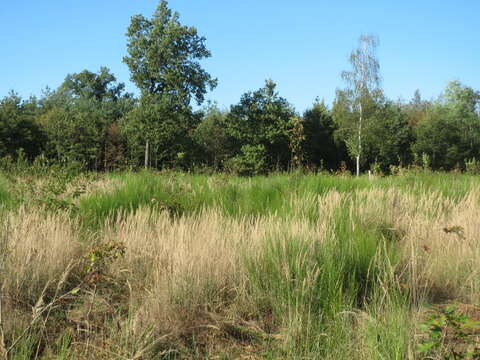 Imagem de Calamagrostis epigejos (L.) Roth