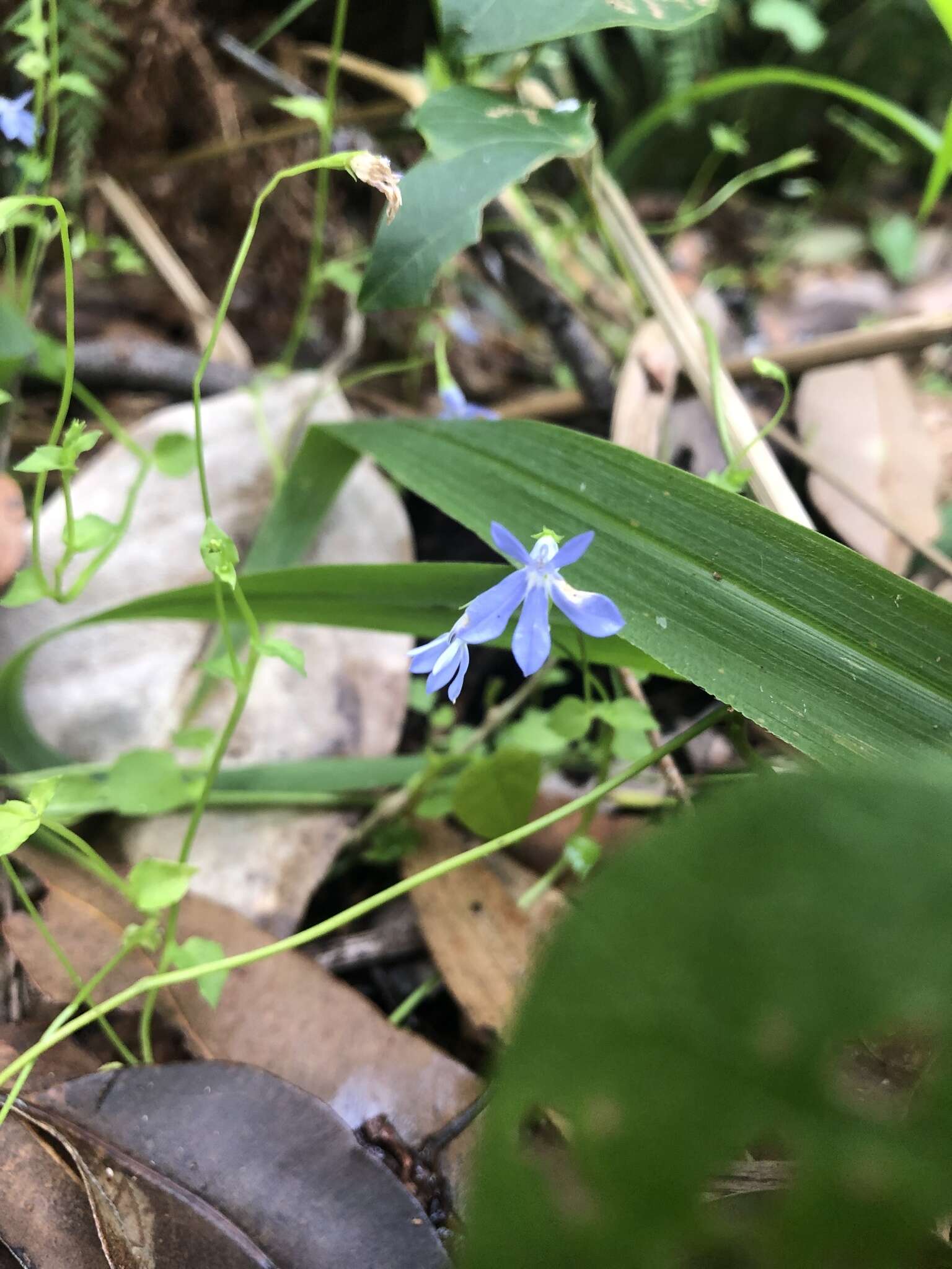 Plancia ëd Lobelia quadrangularis R. Br.