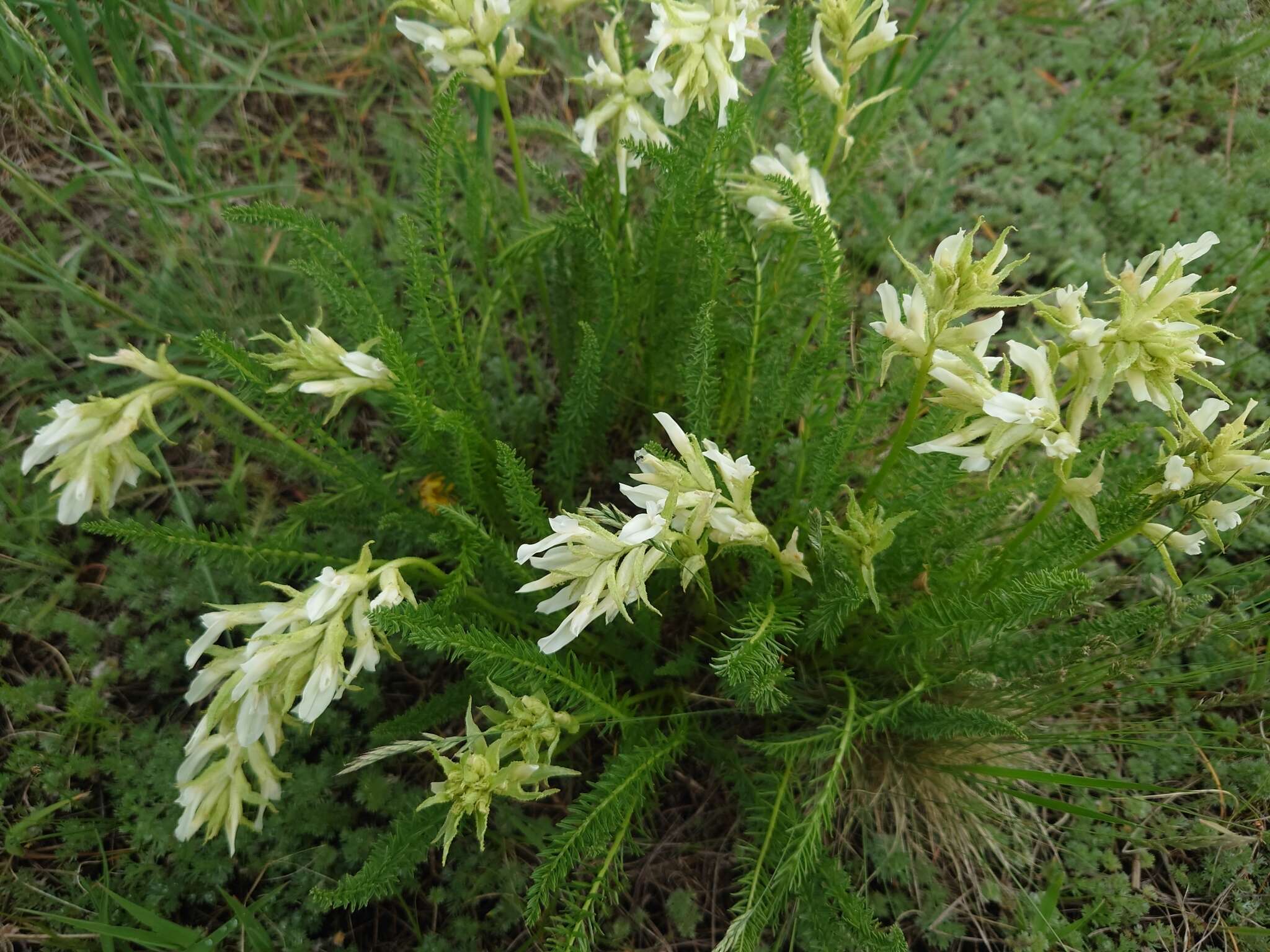 Oxytropis muricata (Pall.) DC. resmi