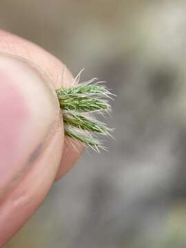 Image of tarweed fiddleneck