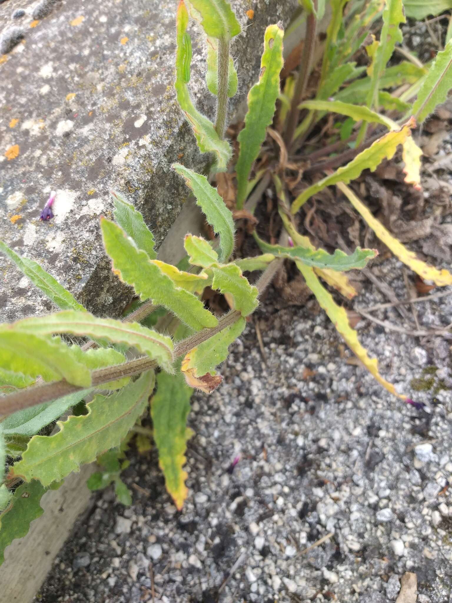 Anchusa hybrida Ten.的圖片