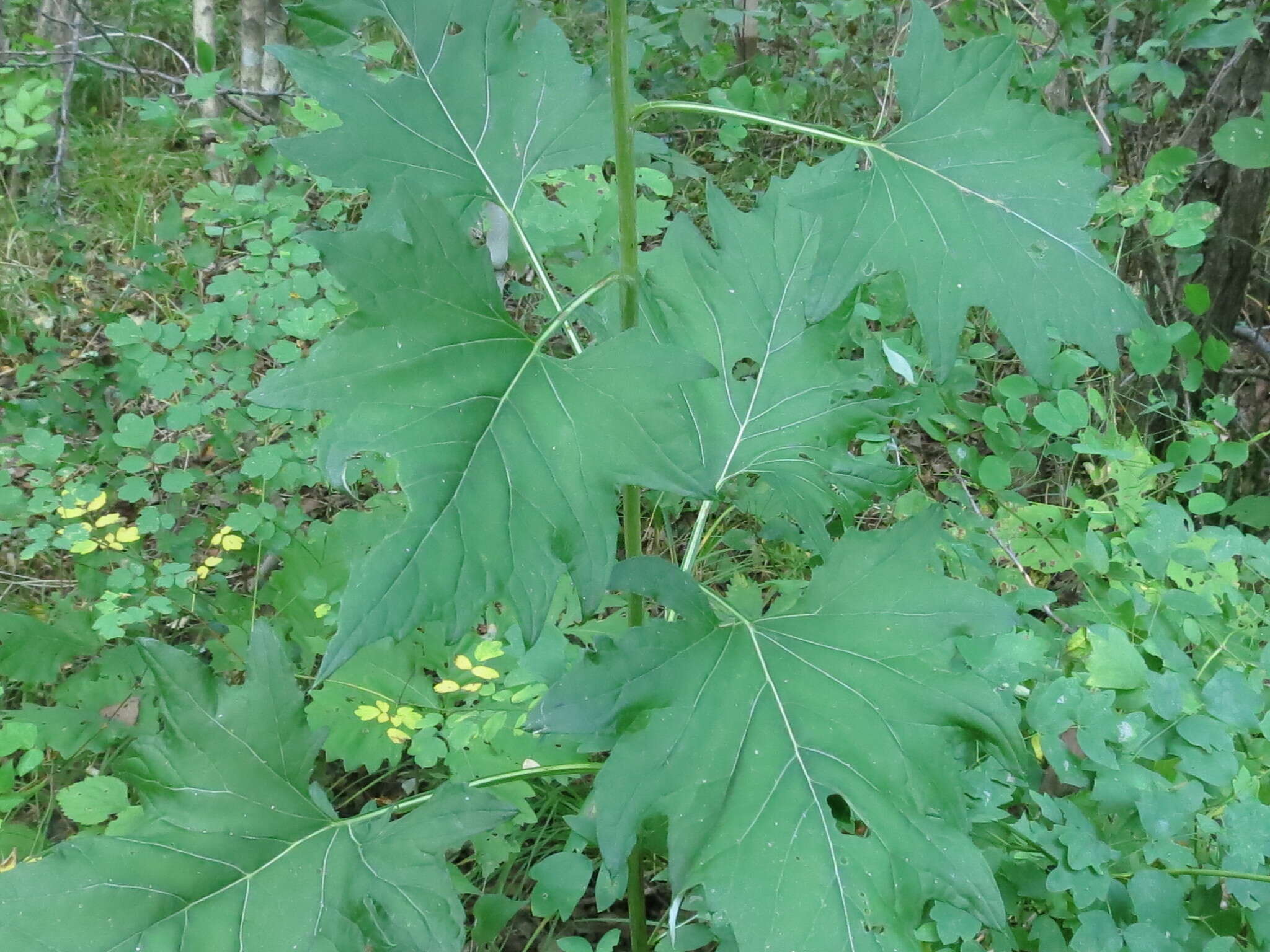 Image of Synurus deltoides (Ait.) Nakai