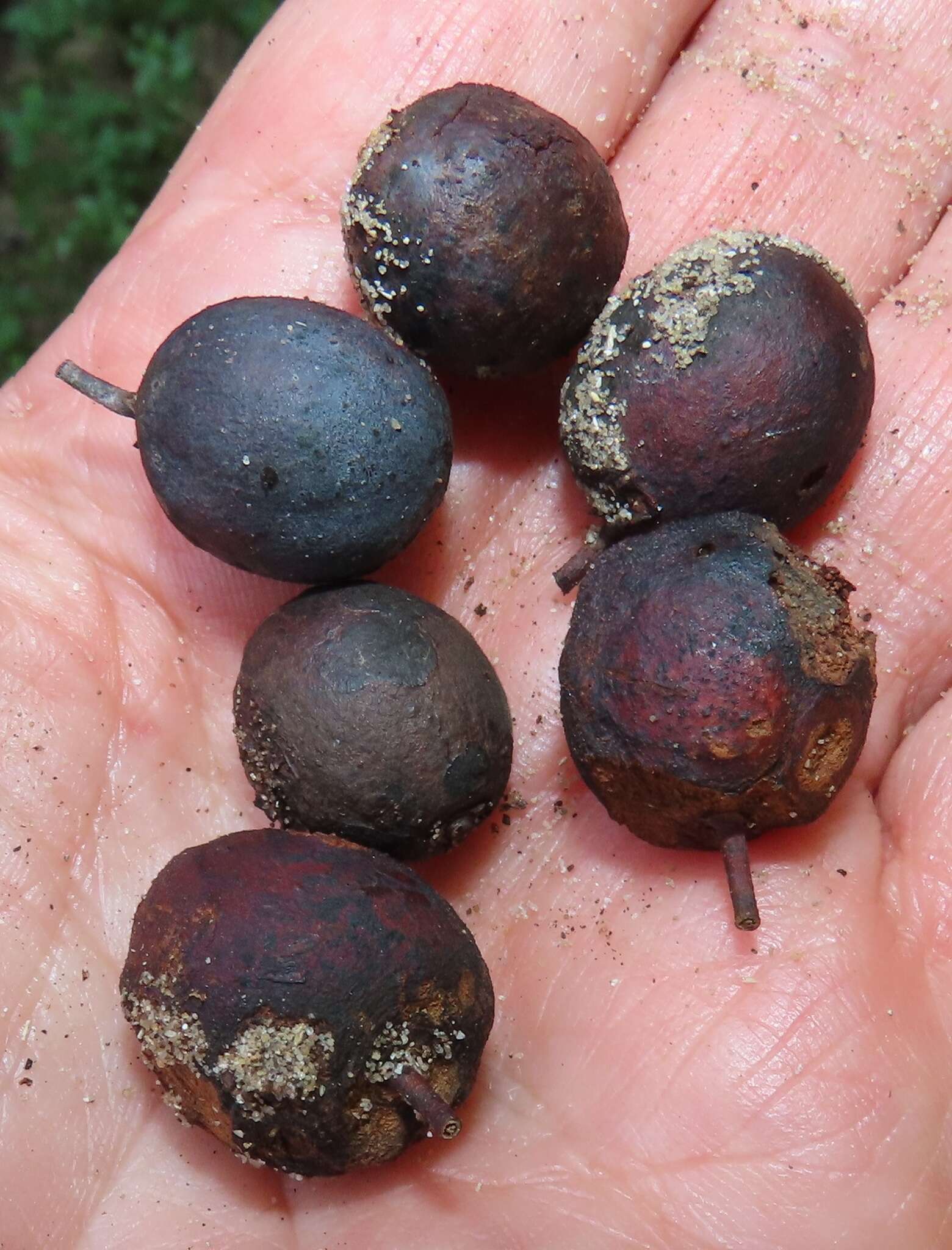 Image of Furry-fruited teclea