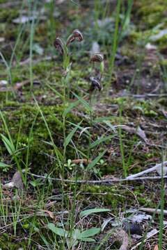 Image of Red-banded greenhood