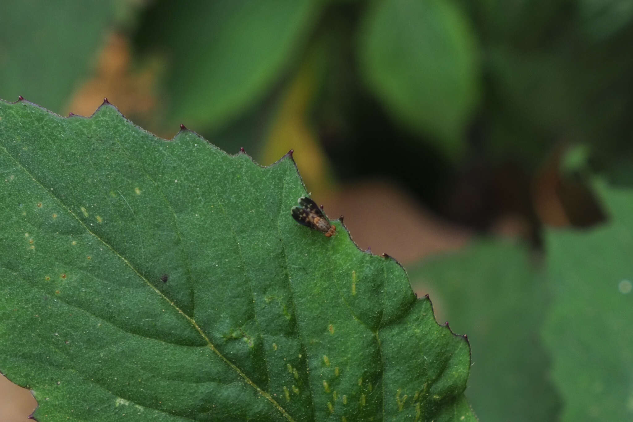 Image of Homoneura interrupta Sasakawa 2001