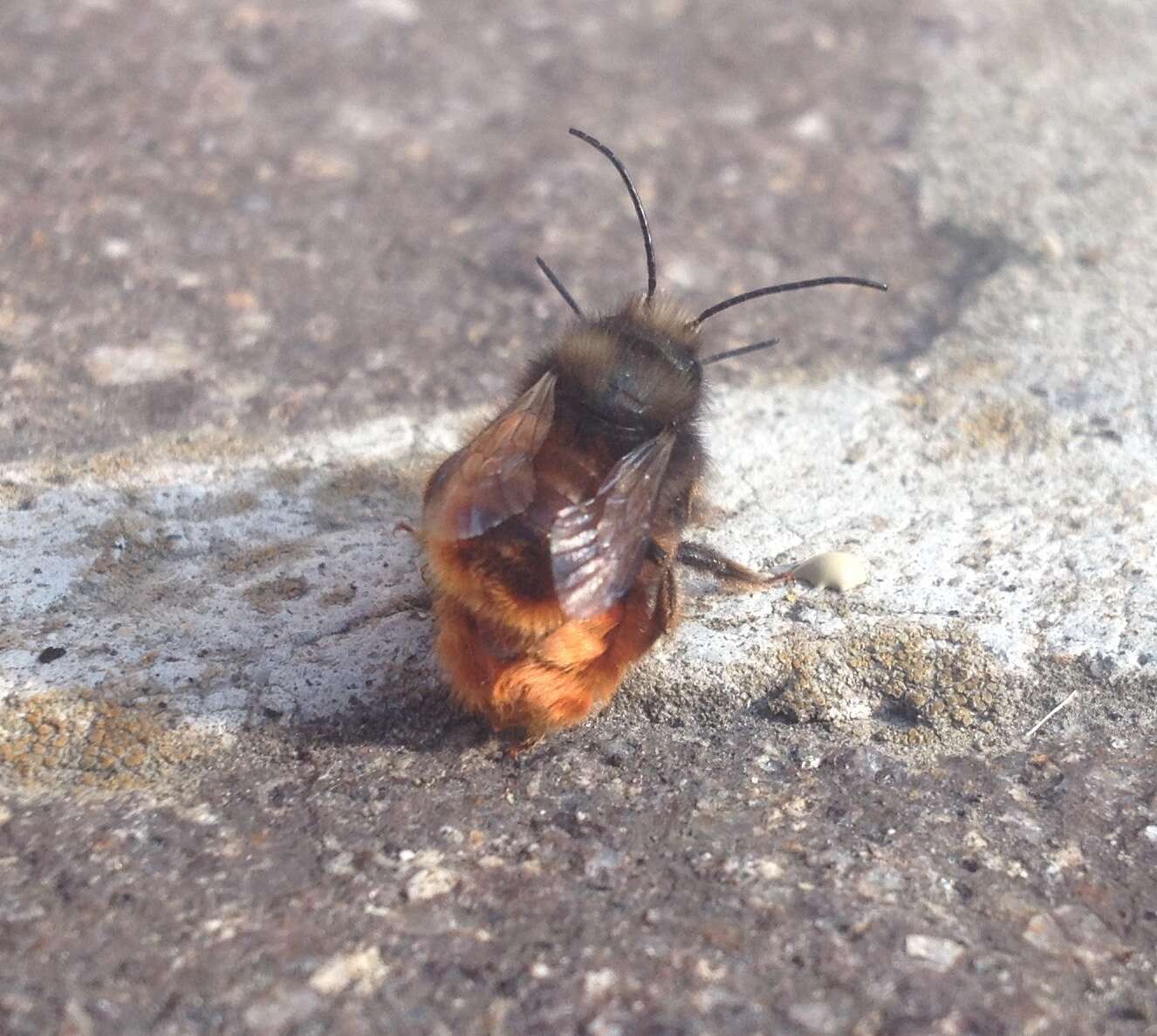 Image of Osmia cornuta (Latreille 1805)