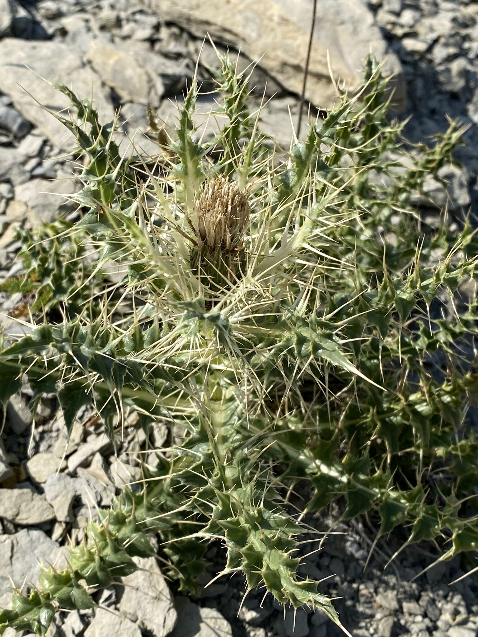 Image of Cirsium glabrum DC.