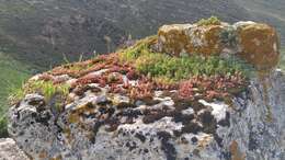 Image of Sedum caeruleum L.