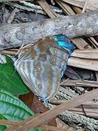 Imagem de Morpho uraneis Bates 1865